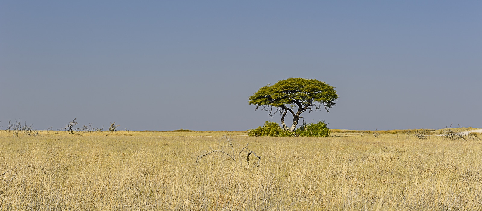 Voyage sur mesure - Etosha - Namibie - Agence de voyage Les Routes du Monde
