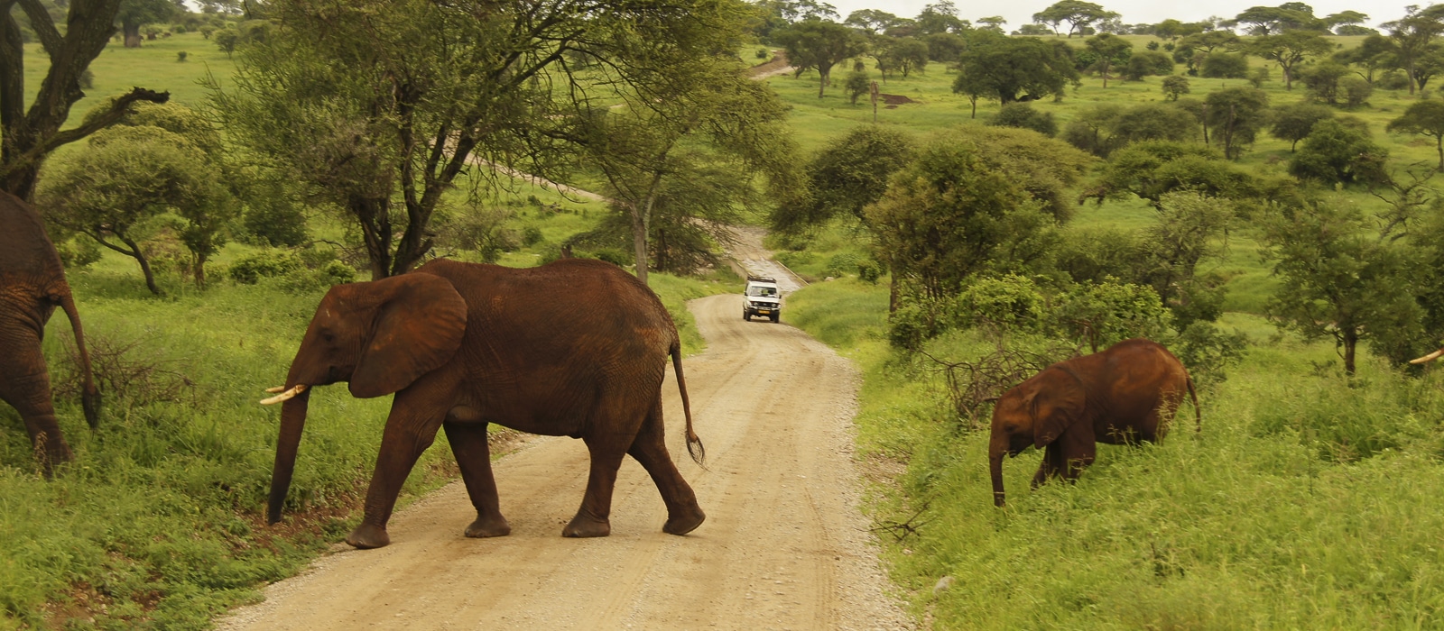 Voyage organisé en petit groupe - Parc Tarangire éléphants - Tanzanie - Agence de voyage Les Routes du Monde